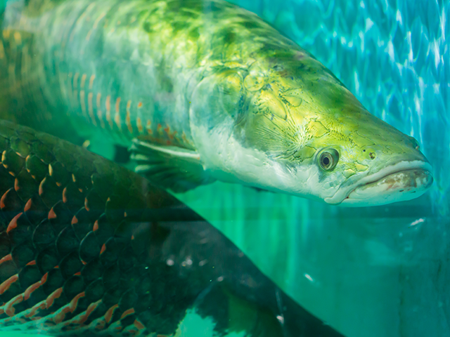 El pirarucú, el segundo pescado de tierra más grande del mundo.