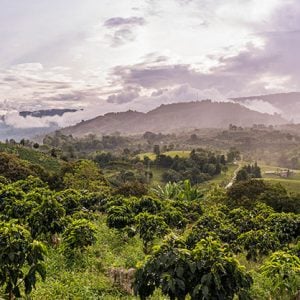 Cultivos de café Huila Colombia.