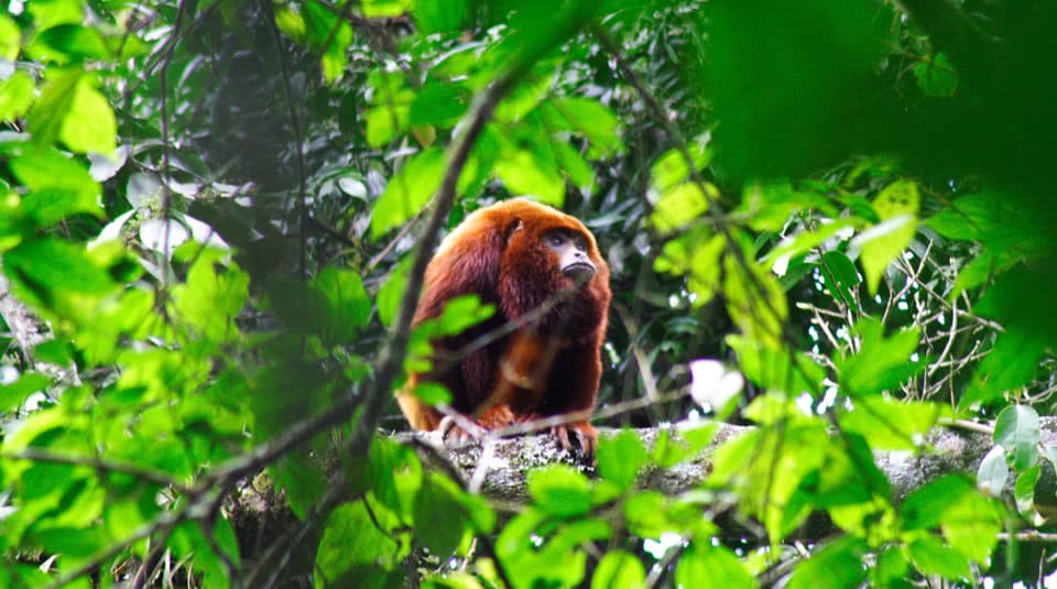 Mono aullador en el Santuario de Flora y Fauna Otún Quimbaya