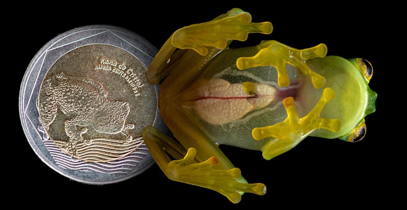 Rana de cristal (Centrolenidae) vista desde abajo. 