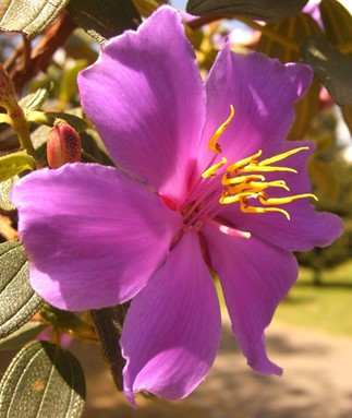 Flor de Sietecueros, o Andesanthus lepidotus. 