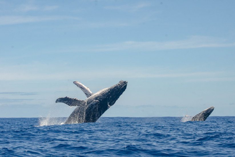 Ballenas jorobadas nadando en el Pacífico Colombiano